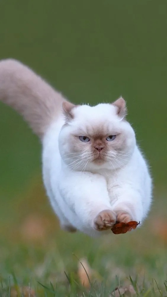 Beautiful Cat Images