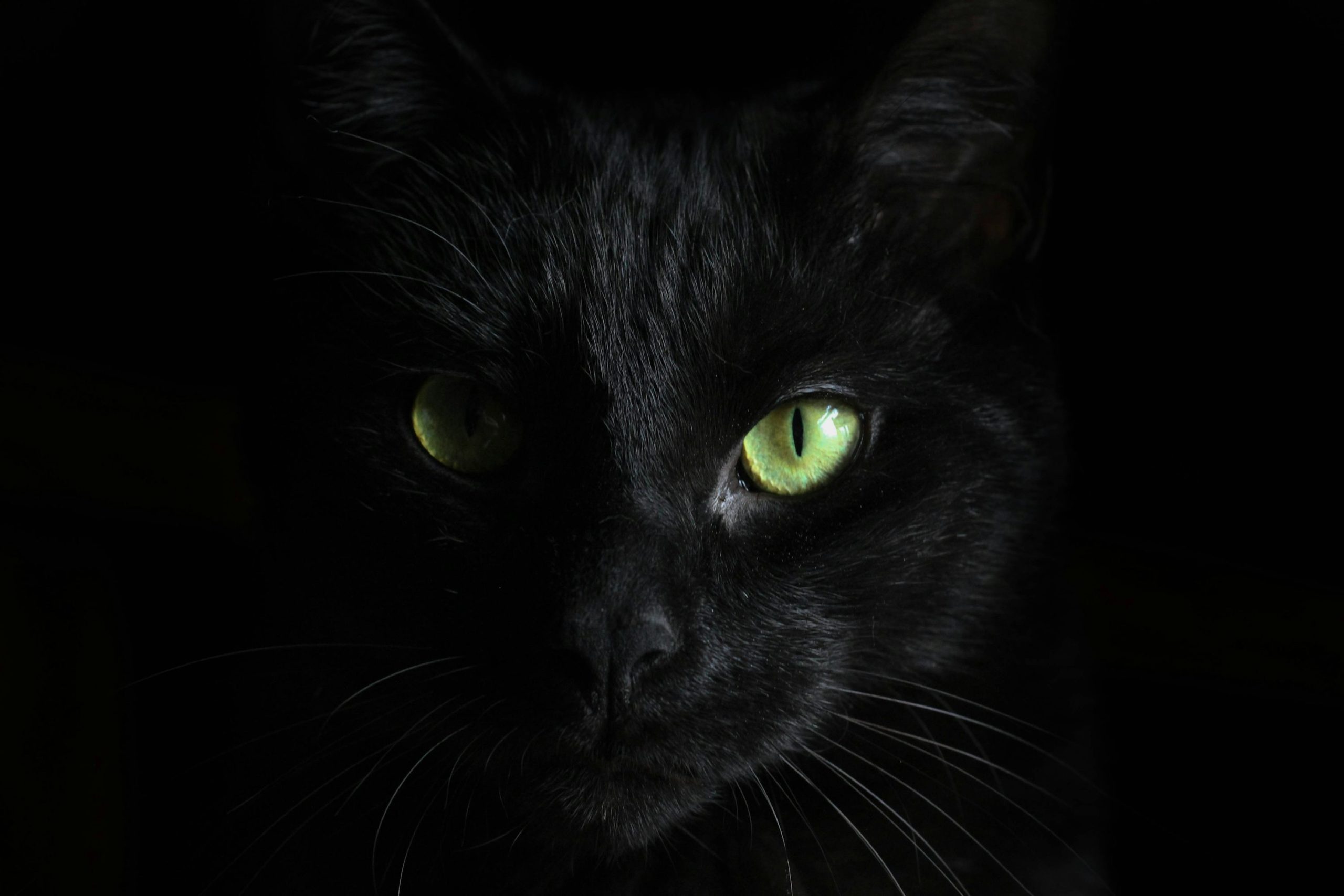 Black Cat Dp