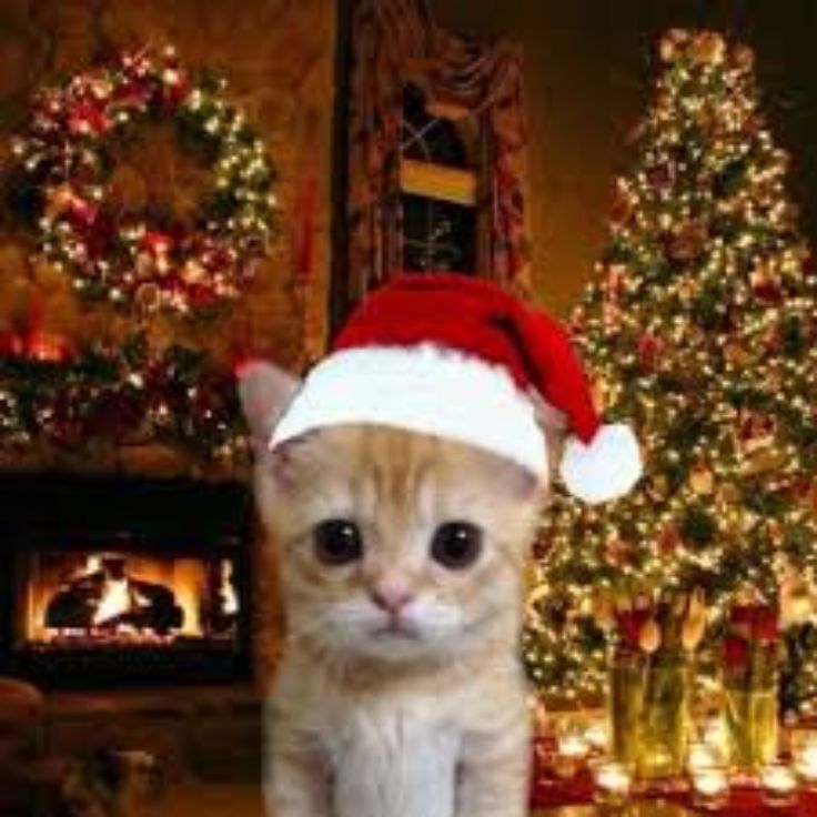 Christmas Profile Picture Christmas Profile Picture
