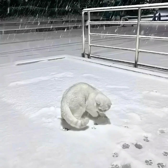 White Cat Aesthetic