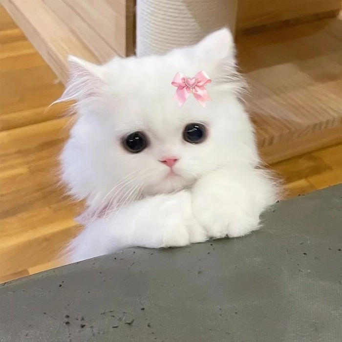 White Pfp Discord